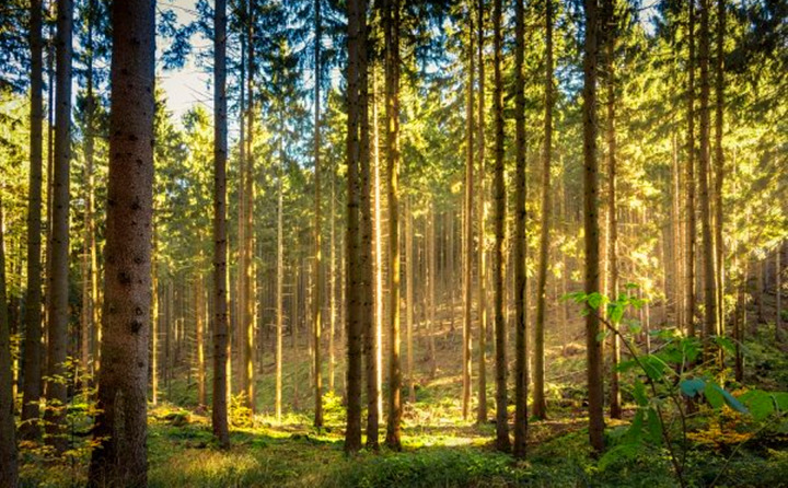 如果環(huán)境氣候破壞事件持續(xù)的增加,那么這些外部因素將導(dǎo)致對顆粒燃料的更高需求 如果環(huán)境氣候破壞事件持續(xù)的增加,那么這些外部因素將導(dǎo)致對顆粒燃料的更高需求