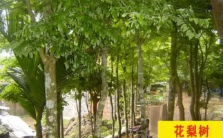 紅花梨下腳料千萬別再丟了，都是寶啊